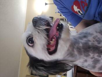 Rescue Shih Tzu Dogs for Adoption in Mineola, Texas - Teala | PetCurious