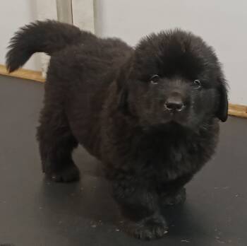 Bear -  Newfoundland Dog Dog for Sale in Morgantown, Pennsylvania - Bear | PetCurious