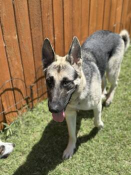 German Shepherd Dog Dogs Available for Adoption in Mesa, Arizona - Rossi | PetCurious