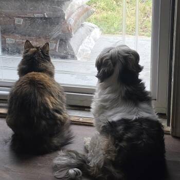 Hope -  Lhasa Apso Dog for Adoption in Lenexa, Kansas - Hope | PetCurious