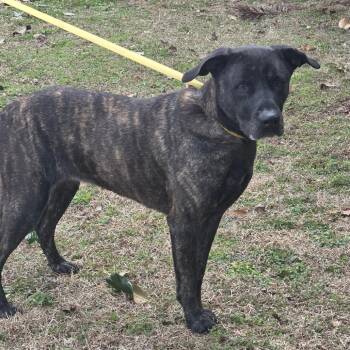 Pyper -  Terrier Dog for Adoption in Clanton, Alabama - Pyper | PetCurious