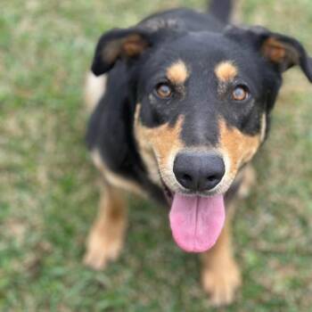 Myrtle -  Shepherd and Mixed Breed Dog for Adoption in New Orleans, Louisiana - Myrtle | PetCurious