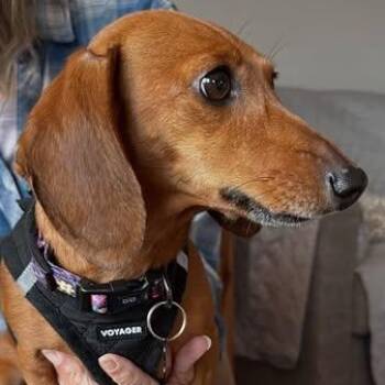 Dixie (COMING SOON) -  Miniature Dachshund Dog for Adoption in Portland, Oregon - Dixie (COMING SOON) | PetCurious