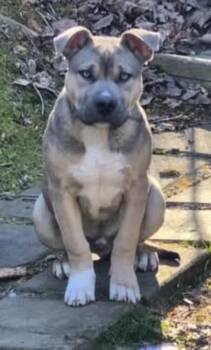Pit Bull Terrier Dogs Available for Adoption in Chattanooga, Tennessee - Lincoln | PetCurious