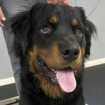 Rescue Rottweiler Dogs for Adoption in Cedar Mountain, North Carolina - Theo | PetCurious