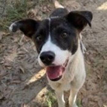 Rescue Mixed Breed Dogs for Adoption in Dover, New Hampshire - Twix *Available After 11/25* | PetCurious