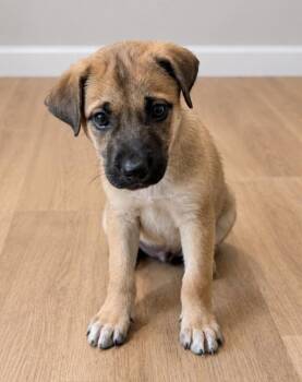 Luke -  German Shepherd Dog Dog for Adoption in Churchville, New York - Luke | PetCurious