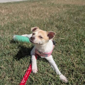 Lechera -  Mixed Breed Dog for Adoption in Durham, North Carolina - Lechera | PetCurious