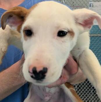 Rottweiler Dogs Available for Adoption in Flagstaff, Arizona - Krilin | PetCurious