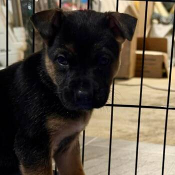 Mixed Breed Dogs Available for Adoption in Fredericksburg, Virginia - Strawberry Swirl | PetCurious