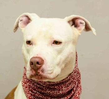 Terrier Dogs Available for Adoption in Sanford, Florida - Tank | PetCurious