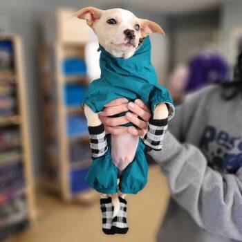 Rescue Feist and Mixed Breed Dogs for Adoption in Milan, Pennsylvania - Bayard | PetCurious