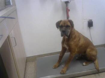 Boxer and Mixed Breed Dogs Available for Adoption - SUSHI | PetCurious