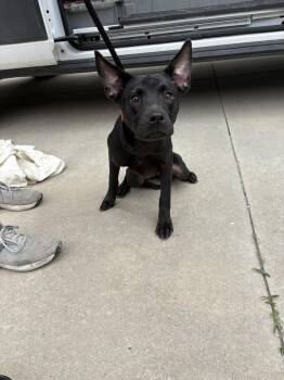 Black Labrador Retriever and Pit Bull Terrier Dogs Available for Adoption in Leavenworth, Kansas - 26-0192 "Baby" | PetCurious