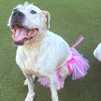 Rescue Dogo Argentino and Great Dane Dogs for Adoption in Sugar Land, Texas - Lily | PetCurious