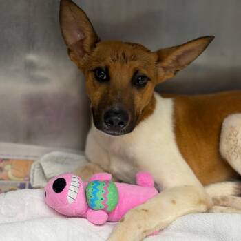 Rat Terrier and Whippet Dogs Available for Adoption in Council Bluffs, Iowa - Finch | PetCurious