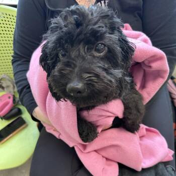 Mixed Breed Dogs Available for Adoption - Smiley | PetCurious