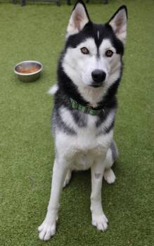 Bear -  Husky and Mixed Breed Dog for Adoption in Eugene, Oregon - Bear | PetCurious
