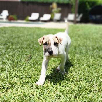 Shar Pei and Mixed Breed Dogs Available for Adoption in Sunrise, Florida - Ahsoka | PetCurious
