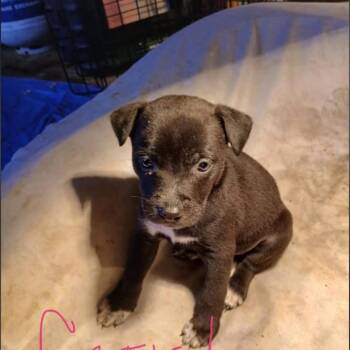 Mixed Breed Dogs Available for Adoption - Foxy | PetCurious