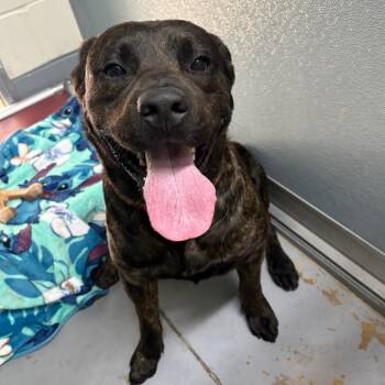 Mud Duck 29848 -  Mixed Breed Dog for Adoption in Middleburg, Florida - Mud Duck 29848 | PetCurious