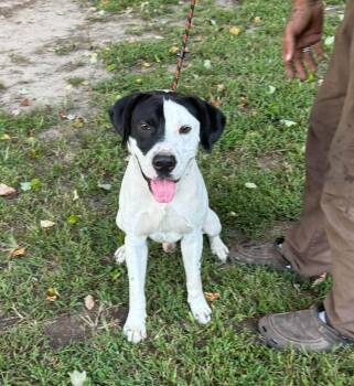 Tank -  American Bulldog and Labrador Retriever Dog for Adoption in Yorktown, Virginia - Tank | PetCurious