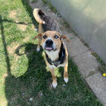 Husky and Hound Dogs Available for Adoption in Harrisonburg, Virginia - Aurora | PetCurious