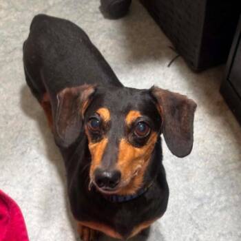 Wheaty -  Dachshund and Mixed Breed Dog for Adoption in Chester, Maryland - Wheaty | PetCurious