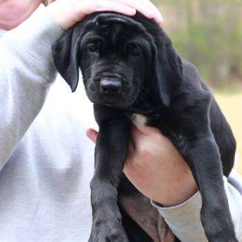 Black Labrador Retriever and Rottweiler Dogs Available for Adoption in Stormville, New York - CT Carma | PetCurious