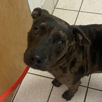 Felicity AKA Rosie -  Mixed Breed Dog for Adoption in Charleston, West Virginia - Felicity AKA Rosie | PetCurious