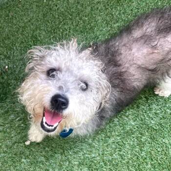 Ziti -  Poodle and Maltese Dog for Adoption in Fort Lauderdale, Florida - Ziti | PetCurious