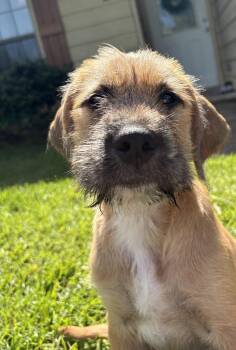 Border Terrier and Airedale Terrier Dogs Available for Adoption in Alexandria, Louisiana - CINNAMON | PetCurious