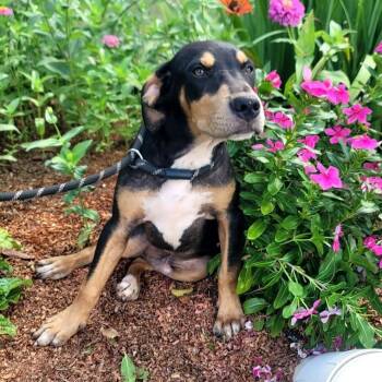 Presley -  Black And Tan Coonhound and Labrador Retriever Dog for Adoption in New Orleans, Louisiana - Presley | PetCurious
