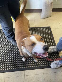 Pit Bull Terrier and Mixed Breed Dogs Available for Adoption in Stockton, California - RYDER | PetCurious