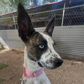 Polka Dot -  Catahoula Leopard Dog and Terrier Dog for Adoption in Austin, Texas - Polka Dot | PetCurious