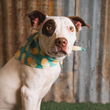 Pit Bull Terrier Dogs Available for Adoption - Nellie | PetCurious
