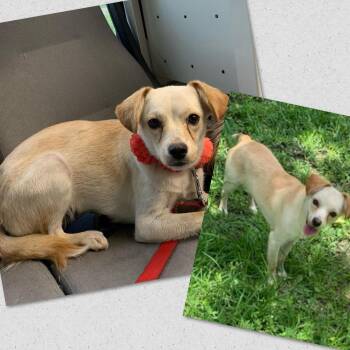 Koko -  Mixed Breed Dog for Adoption in Naples, Florida - Koko | PetCurious