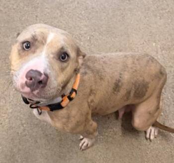Buffy -  Pit Bull Terrier Dog for Adoption in Cleveland, Ohio - Buffy | PetCurious