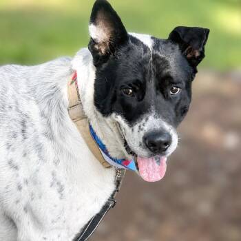 Forrest Gump -  Australian Cattle Dog Blue Heeler and Mixed Breed Dog for Adoption in Boerne, Texas - Forrest Gump | PetCurious
