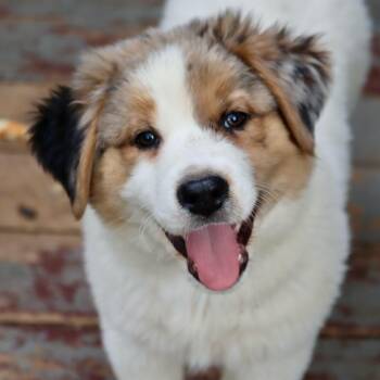 Cattle Dog Dogs Available for Adoption in Waco, Texas - Jake | PetCurious