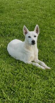 German Shepherd Dog and Carolina Dog Dogs Available for Adoption in Houston, Texas - Snow White | PetCurious