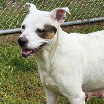 Lena -  Terrier and Mixed Breed Dog for Adoption in Dayton, Ohio - Lena | PetCurious