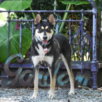 Groves -  Shepherd Dog for Adoption in Wake Forest, North Carolina - Groves | PetCurious
