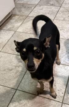 Vinny -  Chihuahua and Miniature Pinscher Dog for Adoption in Grand Rapids, Michigan - Vinny | PetCurious