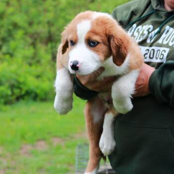 Australian Shepherd and Mixed Breed Dogs Available for Adoption in Eastford, Connecticut - CT Double Bubble | PetCurious