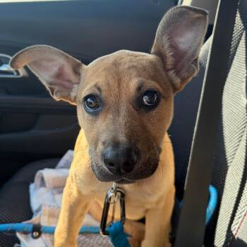 Walter -  Mixed Breed Dog for Adoption in Greensboro, Georgia - Walter | PetCurious