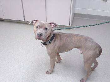Boxer and Mixed Breed Dogs Available for Adoption in Omaha, Nebraska - ROSS | PetCurious