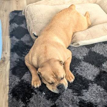 Sugar -  American Bulldog Dog for Adoption in Des Moines, Iowa - Sugar | PetCurious