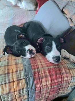 Pit Bull Terrier Dogs Available for Adoption - Raisin | PetCurious