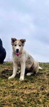 Great Pyrenees Dogs Available for Adoption in New London, Wisconsin - Clover | PetCurious
